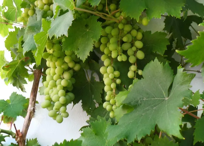 Vakantiehuis Cortijo Luque Nerja